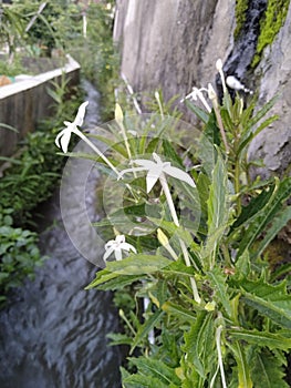 type of flower appearance