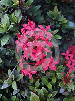 type of flower appearance