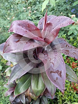 type of flower appearance 3