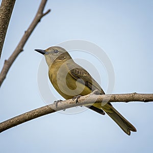 A type of flycatcher, perched on a bare branch against a clear