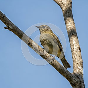 Type of flycatcher, perched on a bare branch against a clear