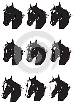 Type of horse head - facial marking