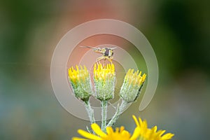 A type of hoverfly, sphaerophoria, feeding on the nectar of a wild yellow flower