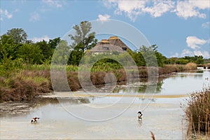 A type of hut, characteristic of Friuli, faithful to tradition and surrounded by spontaneous green vegetation. Marano sea lagoon. photo