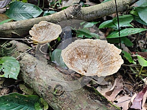 a type of inedible mushroom