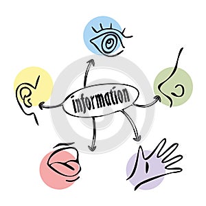 Type of information. Vector . Visual, tactile, olfactory, auditory, gustatory