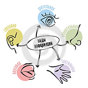 Type of information. Vector . Visual, tactile, olfactory, auditory, gustatory