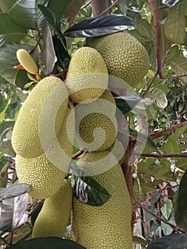 A type of jackfruit. Sundanes people call it campedak