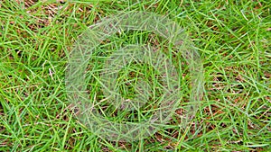 Type Of Japanese Grass (Zoysia Japonica)