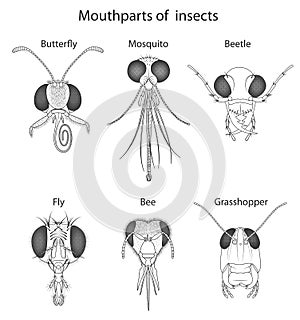 This type of mouth parts are found in cockroaches, grasshoppers, locusts, termites, wasps, book and bird lice, earwigs, dragonflie