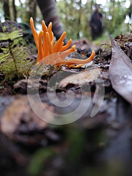 a type of mushroom that grows in tropical rainforests