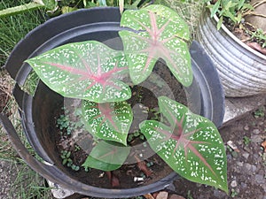 The type of ornamental caladium plant planted in a pot is very popular with Indonesian people in the summer