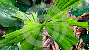 A type of palm tree with green leaves, but the leaves look like they have been bitten, looking and strikingly beautiful.