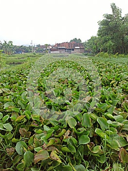 This is a type of plant that grows in fish ponds, namely centongan