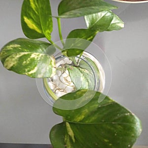 a type of plant that lives in water and is suitable for aquariums