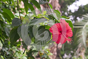 Potrait of a beautiful red Hibiscus rosa sinensis photo