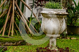 A type of shrub or grass plant planted in a large pot, used to beautify the garden and decoration in office corridors