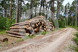 Type on a stack of pine logs at the forest road. Wood procurement