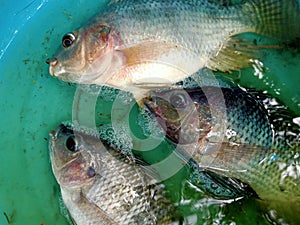 This type of tilapia or mujair freshwater fish, is often processed into Indonesian food menus photo