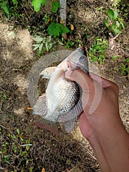 This type of tilapia or mujair freshwater fish, is often processed into Indonesian food menus photo
