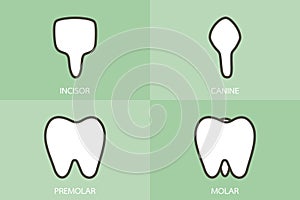 Type of tooth  incisor, canine, premolar, molar