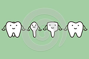 Type of tooth, incisor, canine, premolar, molar