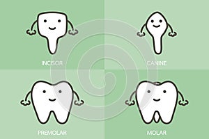 Type of tooth  incisor, canine, premolar, molar