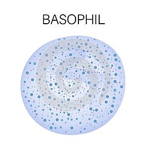 Type of white blood cell - Basophil