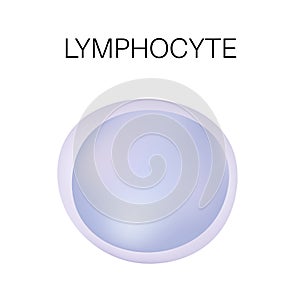 Type of white blood cell - Lymphocyte