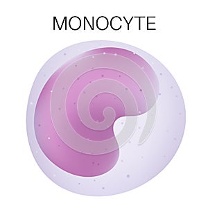 Type of white blood cell - Monocyte