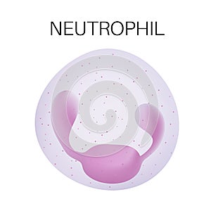 Type of white blood cell - Neutrophil