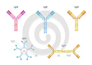 Types of Antibodies and immunoglobulin structure vector / infographic