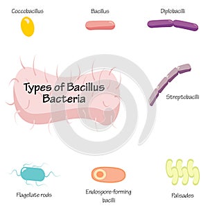 types of bacilli bacteria