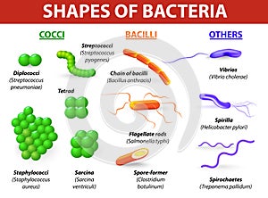 Types of bacteria