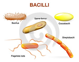 Types of bacteria. bacilli photo