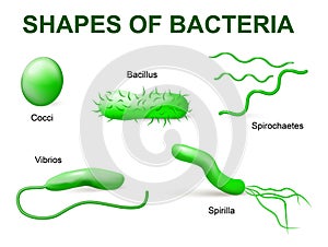 Types of bacteria. Basic morphological photo