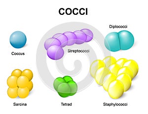Types of bacteria. cocci photo