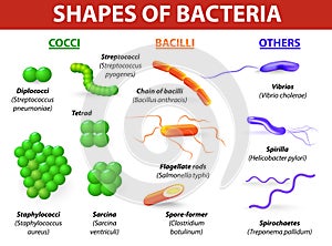 Tipos de bacterias 