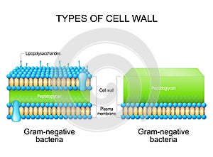 Types of bacterial cell wall. Gram-negative bacteria and Gram-negative bacteria