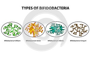 Types of bifidobacteria. Bifidumbacterium. Probiotics. Good intestinal microflora. Infographics. Vector illustration on