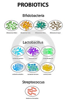 Types of bifidobacteria. Bifidumbacterium. Types of lactobacilli. Lactobacillus. Probiotics. Good intestinal microflora