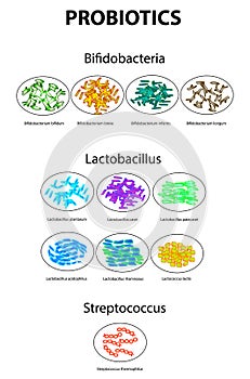 Types of bifidobacteria. Bifidumbacterium. Types of lactobacilli. Lactobacillus. Probiotics. Good intestinal microflora photo