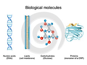 Types of biological molecule: Carbohydrates, Lipids, Nucleic acids and Proteins