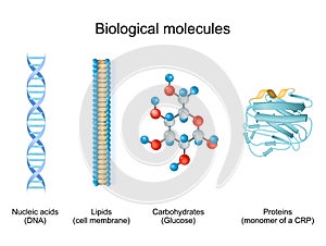 Types of biological molecule: Carbohydrates, Lipids, Nucleic acids and Proteins photo