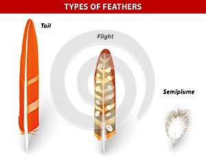 Types of Bird Feathers photo