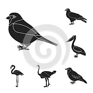 Types of birds black icons in set collection for design. Home and wild bird vector symbol stock web illustration.