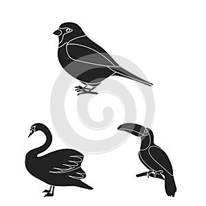 Types of birds black icons in set collection for design. Home and wild bird vector symbol stock web illustration.