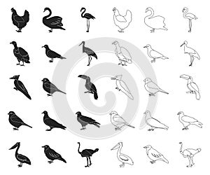 Types of birds black,outline icons in set collection for design. Home and wild bird vector symbol stock web illustration
