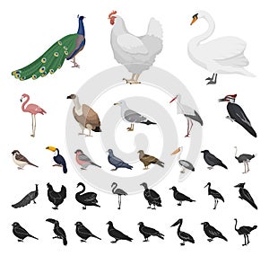 Types of birds cartoon, black icons in set collection for design. Home and wild bird vector symbol stock web