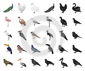 Types of birds cartoon,black icons in set collection for design. Home and wild bird vector symbol stock web illustration